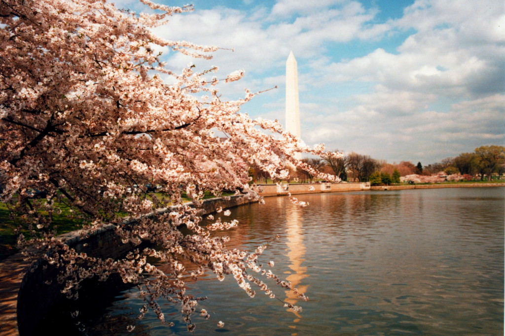 The Washington Monument is framed by beautiful cherry blossoms each April. Photo courtesy of Flickr. 